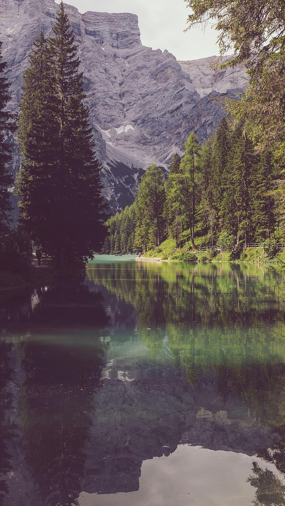 trees, forest, woods, reflection, water, river, lake, nature HD wallpaper