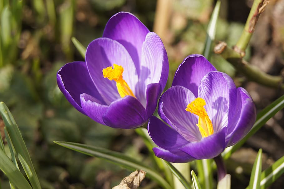 spring, crocus, flowers, flowering plant, beauty in nature HD wallpaper