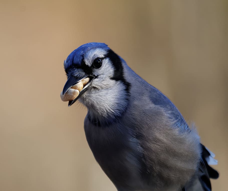 Blue Jay, Jay, Bird, Eating, Peanuts, Beak, colorful, blue-jay HD wallpaper