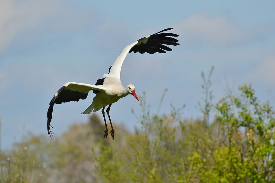 stork, fly, elegant, feather, bird, plumage, nature, animals HD wallpaper