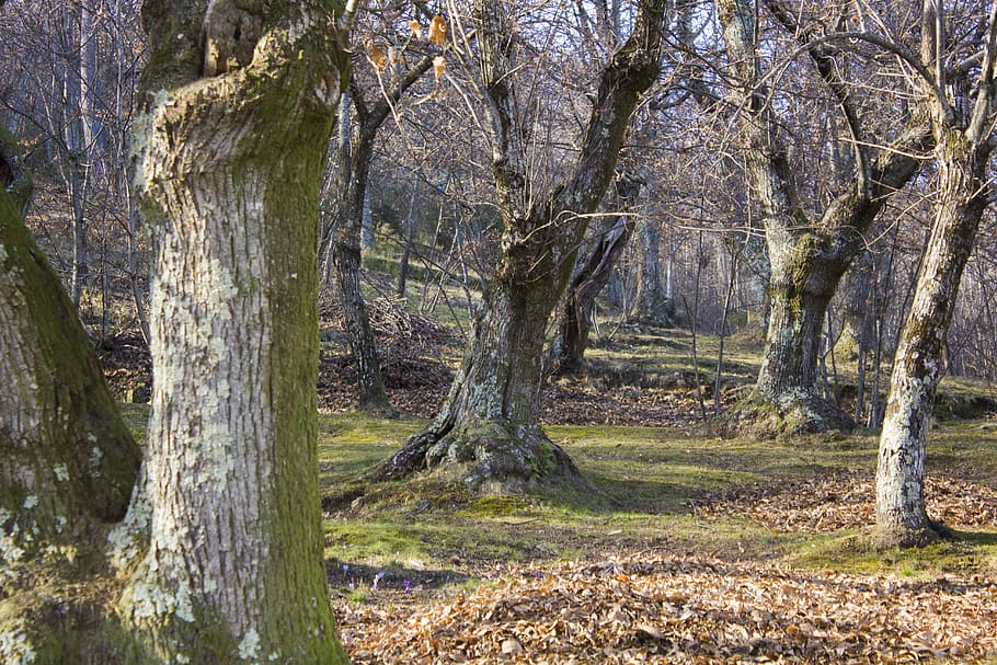 Forest, Landscape, Chestnut, Mountain, nature, trees, into the woods HD wallpaper