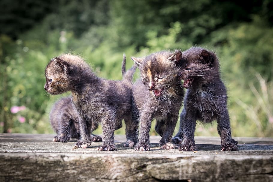four black kittens on gray surface, funny, cute, cats, kitty HD wallpaper
