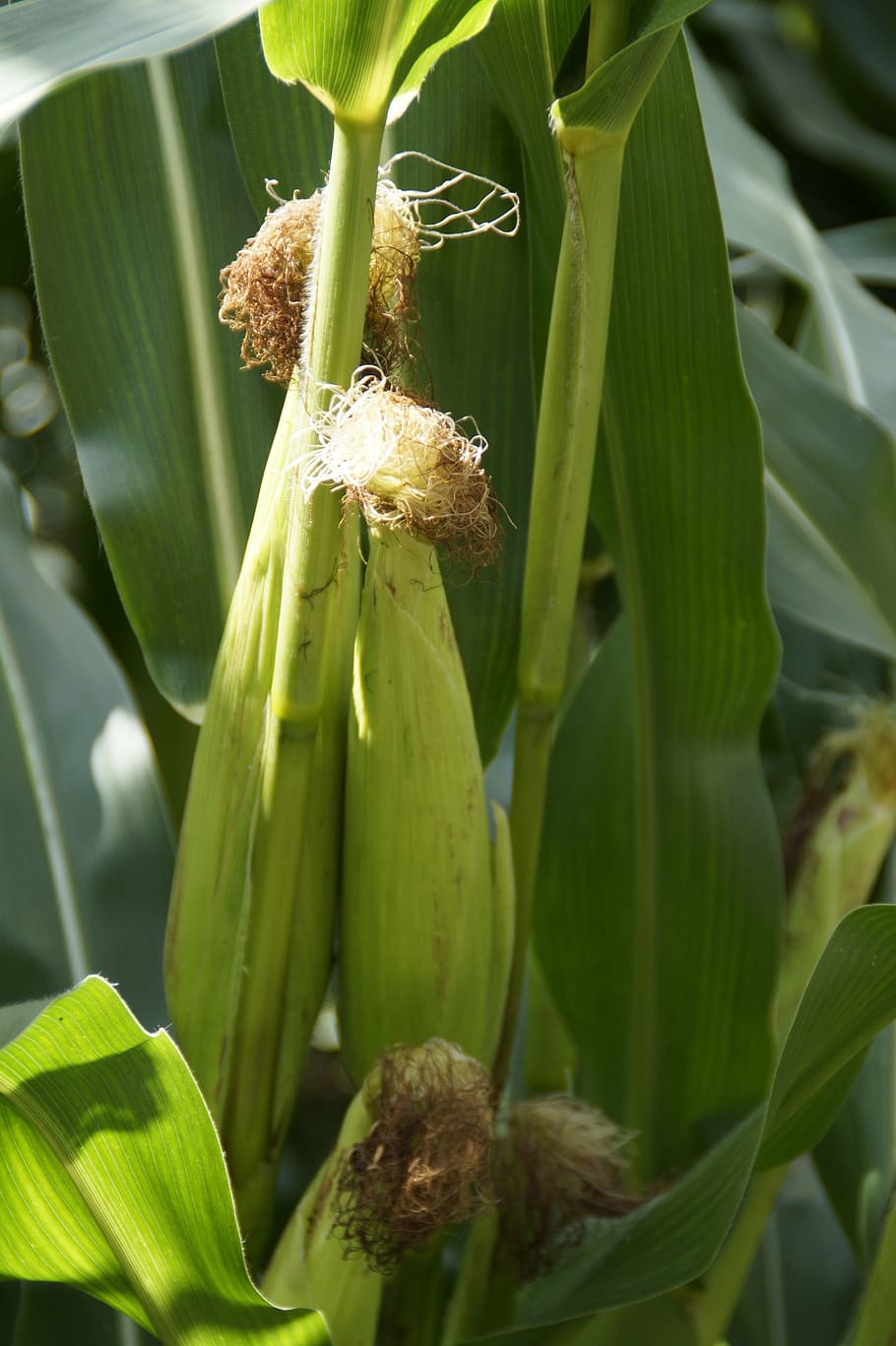 maize corn plant