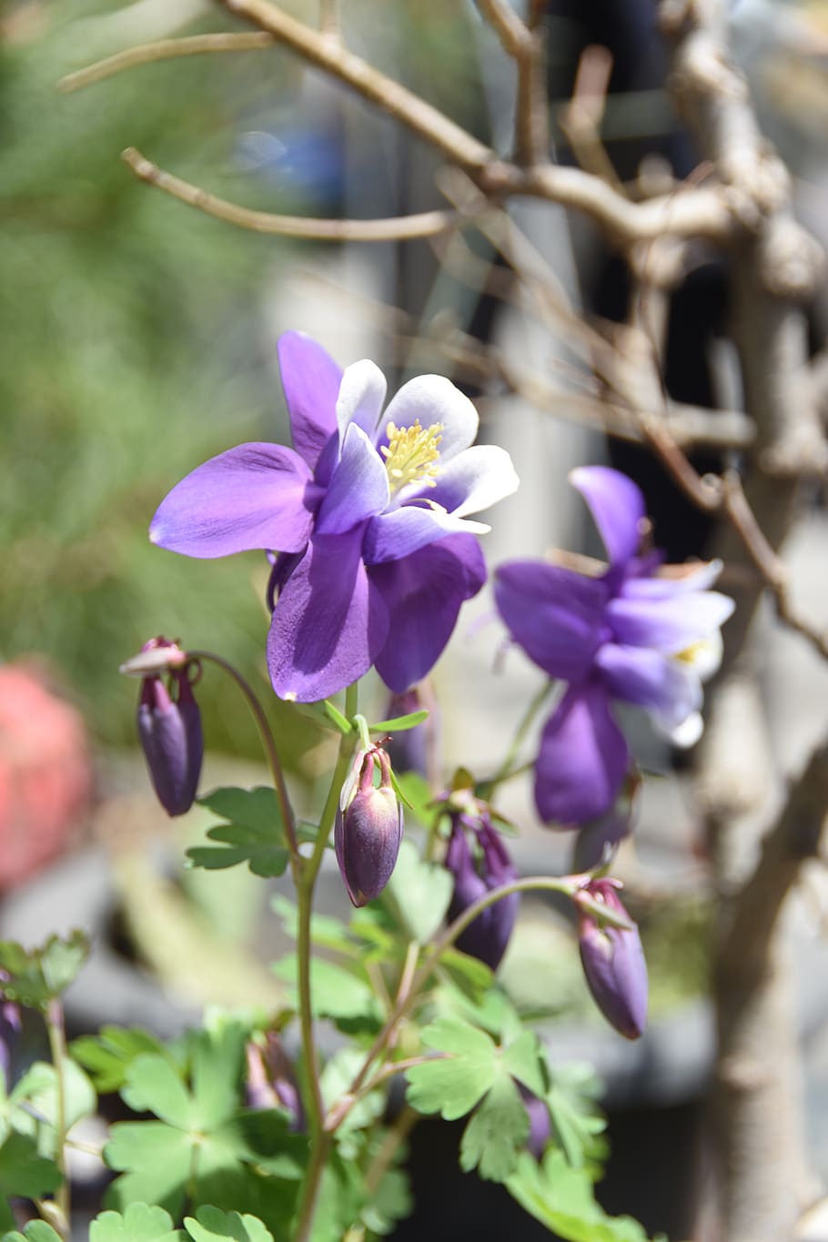 wildflower, behold, spring, flowering plant, freshness, beauty in nature HD wallpaper