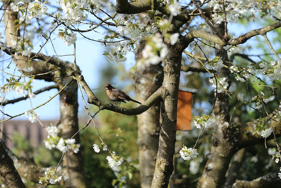 bird, branch, tree, bill, worm, songbird, nature, blackbird HD wallpaper