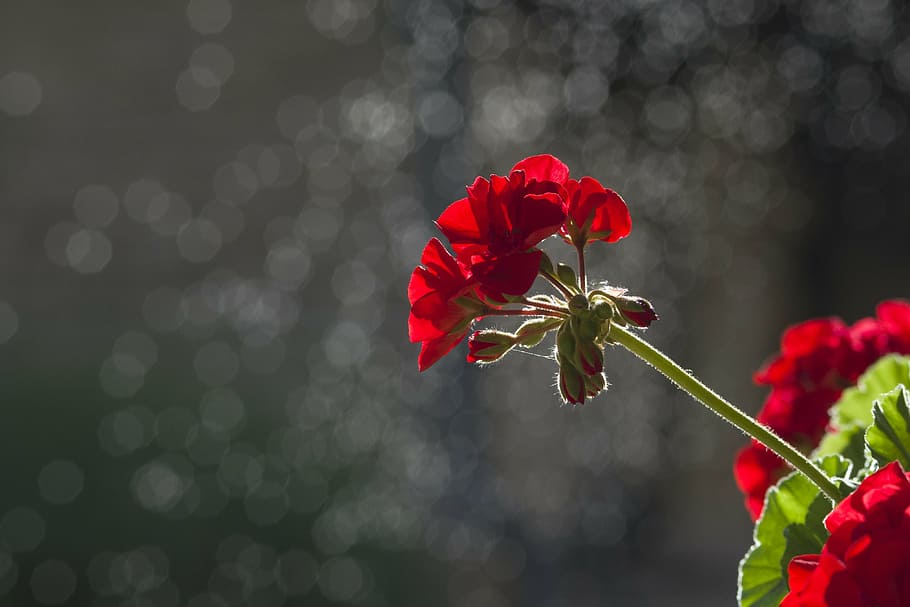 selective focus photography of red geranium flowers, background HD wallpaper