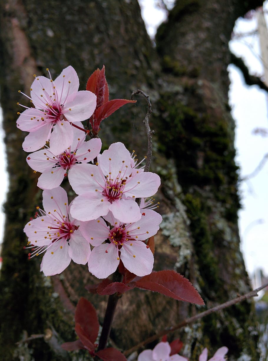 Flower, Tree, Plant, Spring, Blossom, blooming, pink, outdoor HD wallpaper