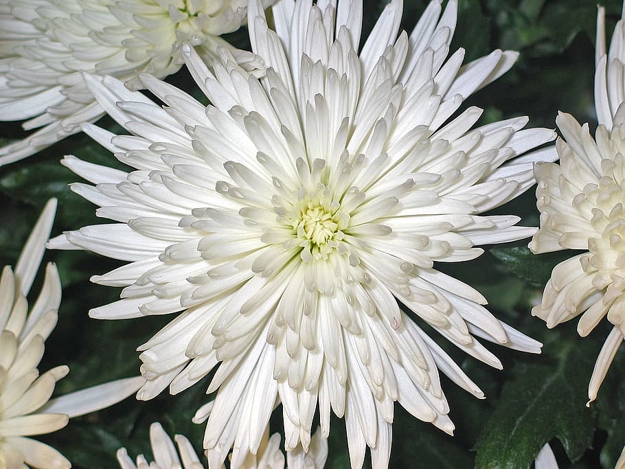 chrysanthemums, asters, flower, impression, white, purity, rest HD wallpaper
