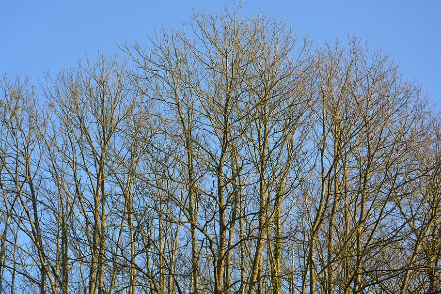 trees, buds, branches trees, spring season, young shoots, tree growth HD wallpaper