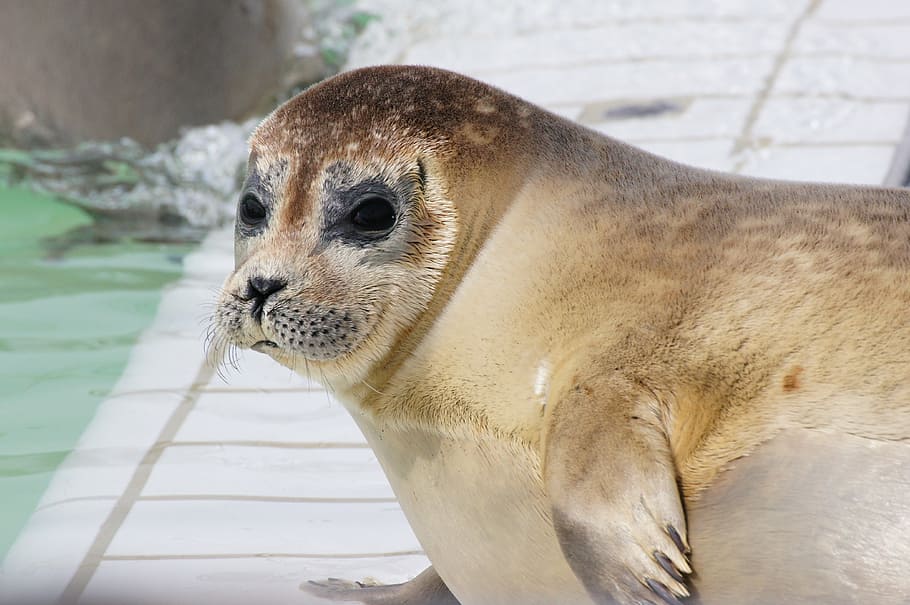 robbe, seal, seerobbe, netherlands, coast, sanctuary, seal station HD wallpaper