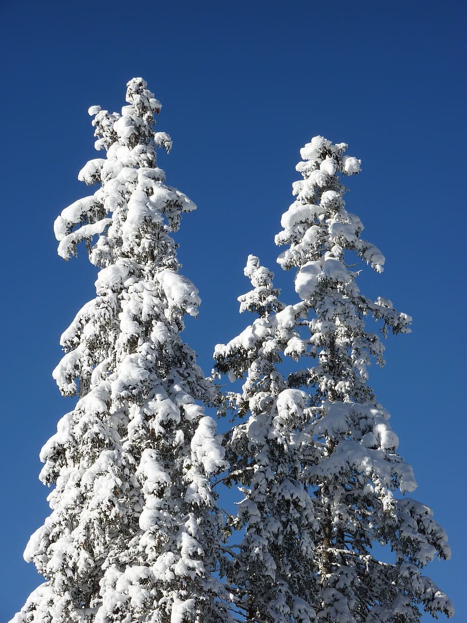 firs, nature, forest, snowy, winter, winter magic, snow magic HD wallpaper