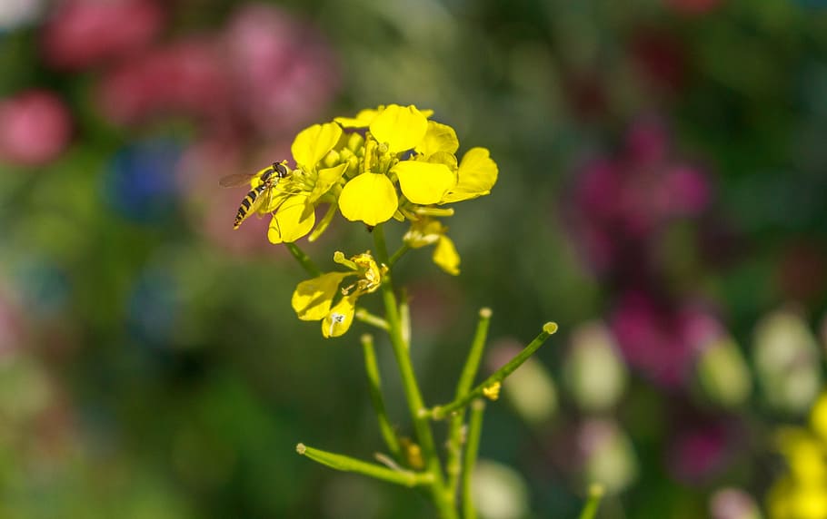 bee, flower, close, macro, insect, blossom, bloom, nature, garden HD wallpaper