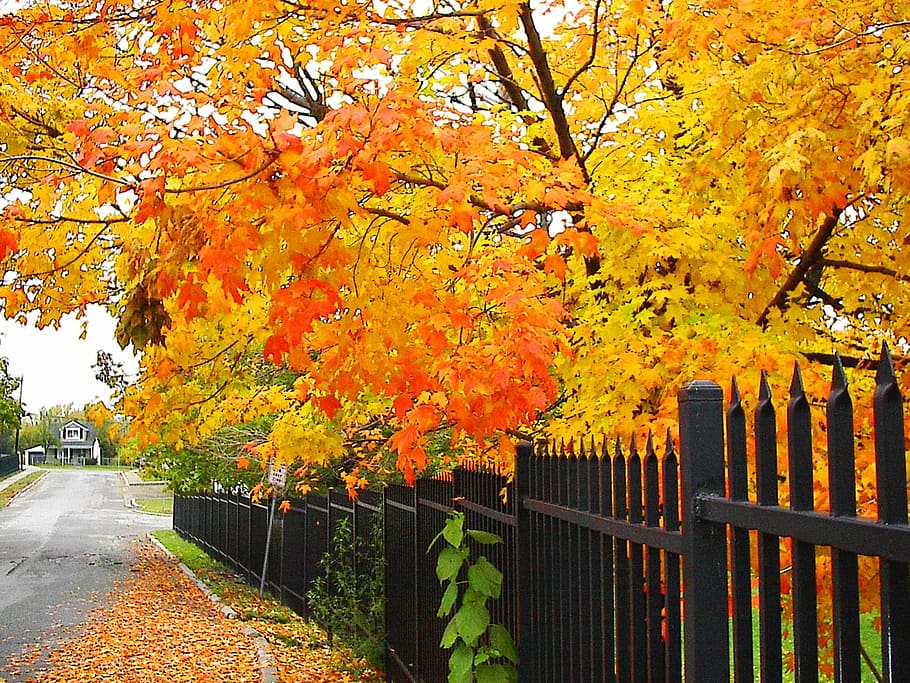 fall, trees, autumn, nature, season, seasonal, plant, change HD wallpaper