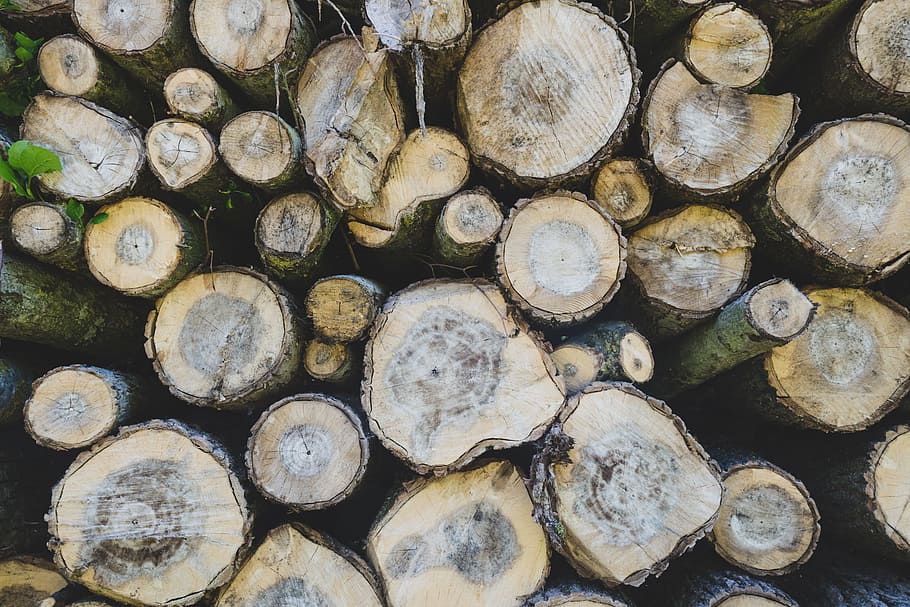 wood, forest, trees, log, timber, backgrounds, firewood, large group of objects HD wallpaper