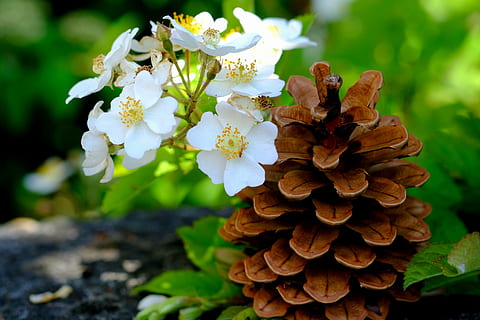 pine cones, tree, tap, close, conifer, macro, nature, pine greenhouse HD wallpaper