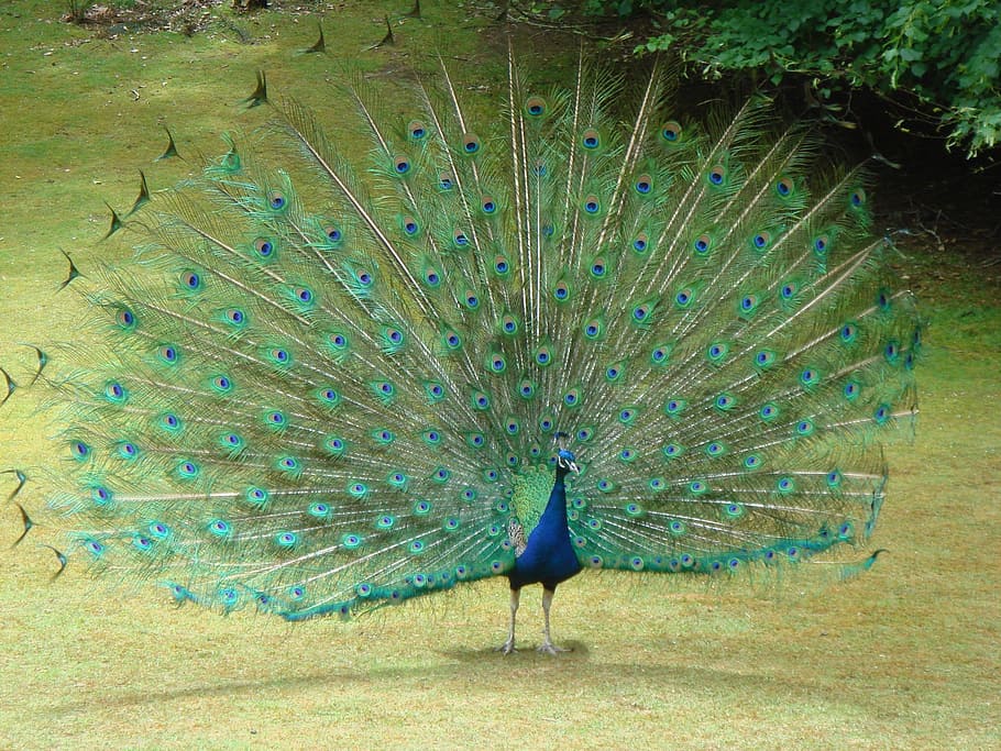 peacock, tail feathers, bird, nature, blue, colorful, bright