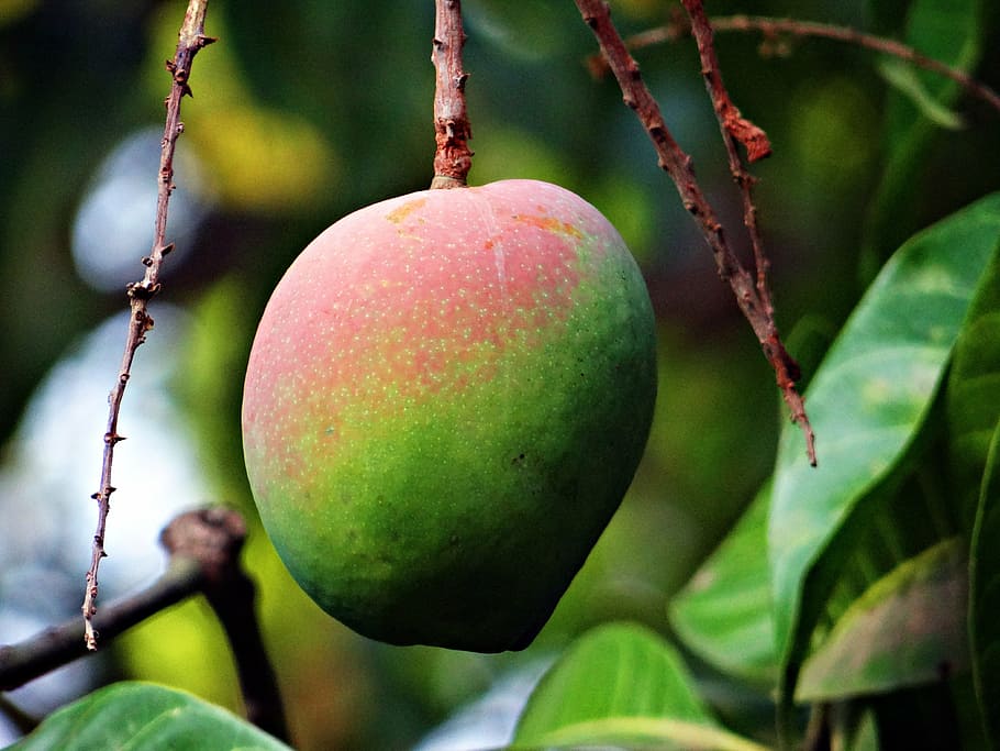 shallow focus photography of green fruit, mango, mangifera indica