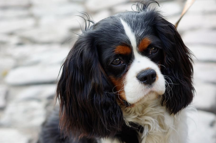 selective focus photography of King Charles Cavaliers Spaniel HD wallpaper