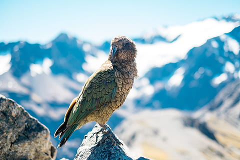 shallow focus photography of gray and green bird on mountain rock during daytime, closeup photography of gray bird HD wallpaper
