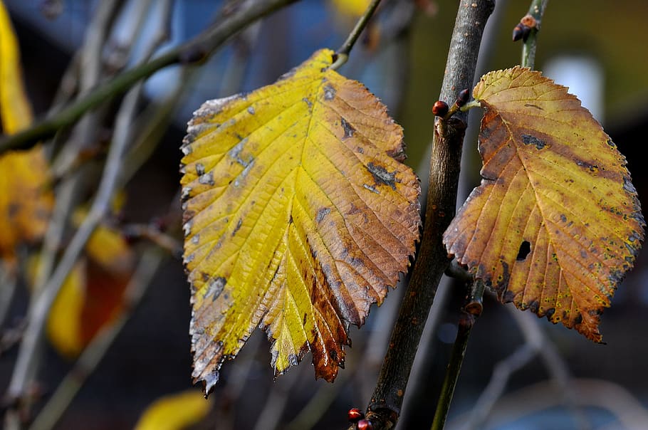 elm, leaf, leaves, autumn, macro, plant part, change, close-up HD wallpaper