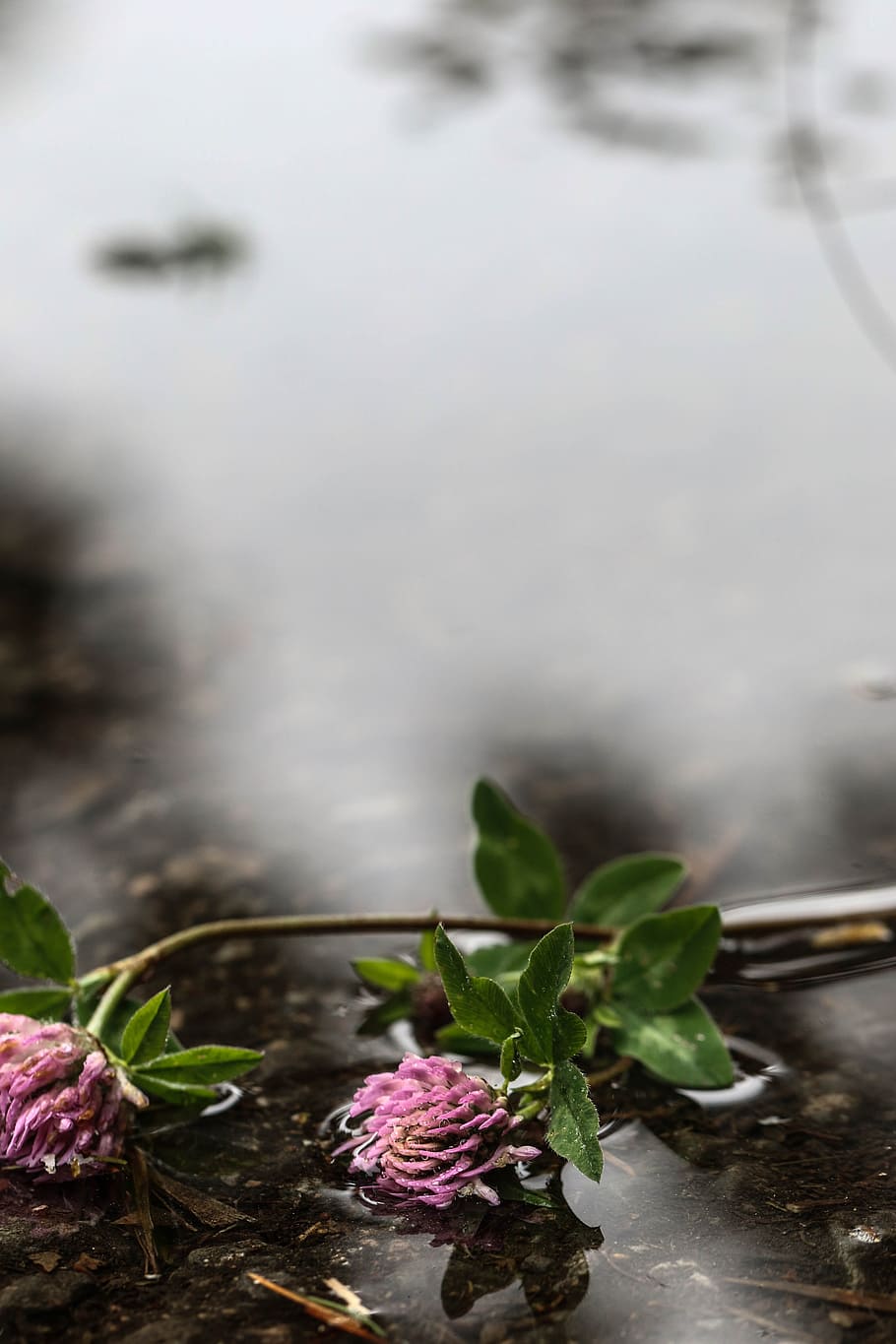 Flower, Water, Puddle, Nature, wild flower, summer, no people HD wallpaper