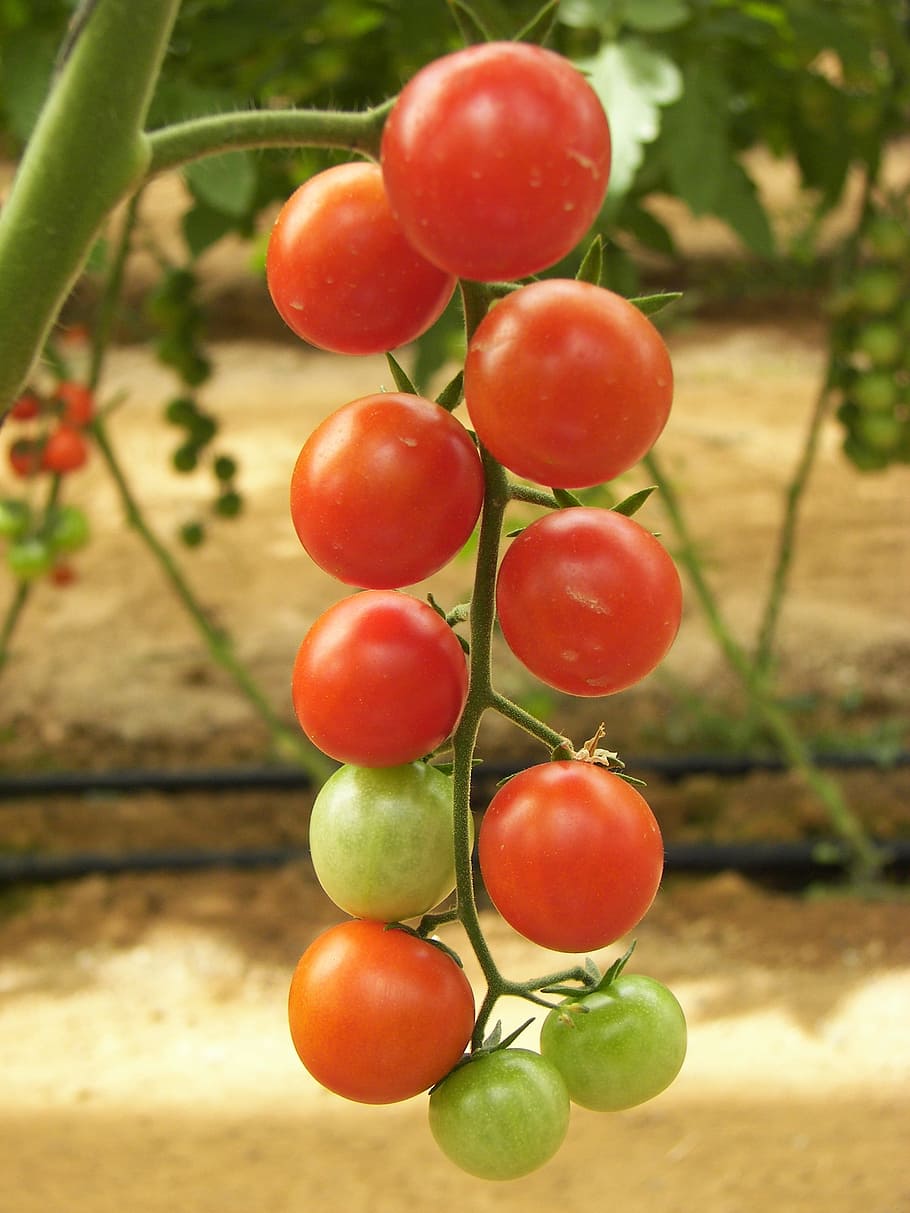 tomatoes, greenhouse, floor production, bed cherry, ripe, immature, HD wallpaper
