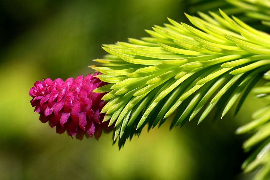 red pine flower closeup photography, spruce, cones spruce, tap HD wallpaper
