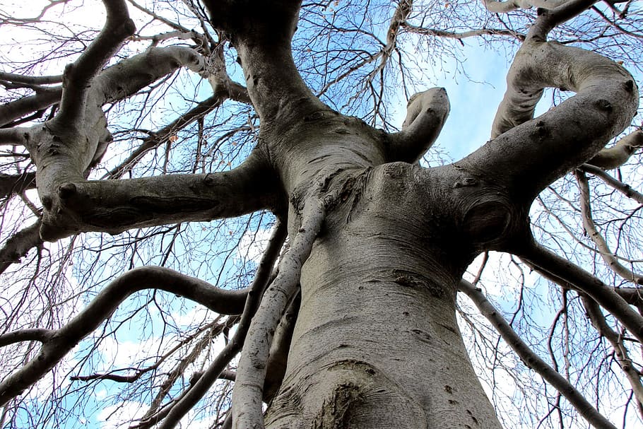tree, gnarled, twisting, twisted, wood, bark, branches, blue sky HD wallpaper