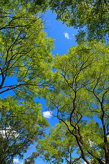 HD wallpaper: low angle photo of green leafed trees, Background, Branch,  Canopy | Wallpaper Flare