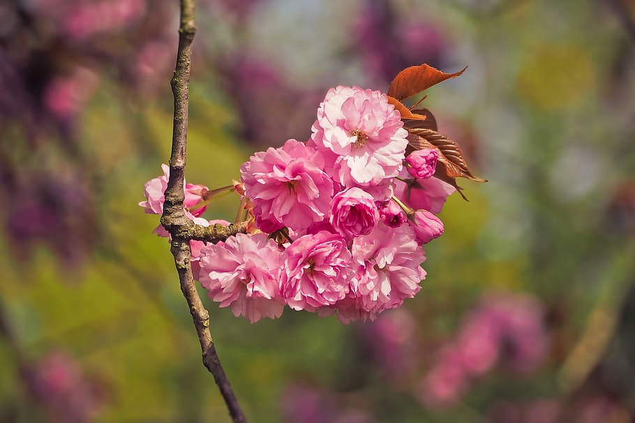 flower, nature, tree, plant, season, flowers, petal, close HD wallpaper
