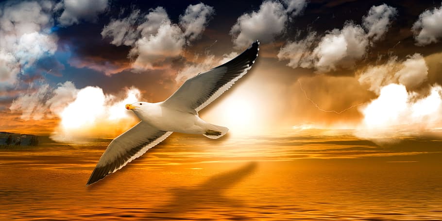 seagull, clouds, nature, lake, flight, fly, sun, water, sky HD wallpaper
