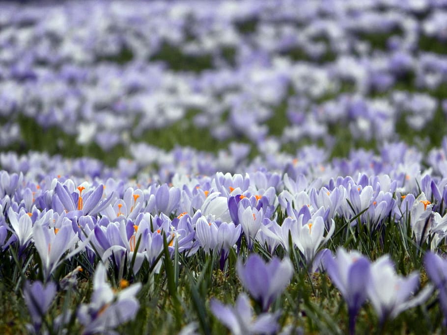 crocus, nature, meadow, spring, blossom, bloom, flower, flowering plant HD wallpaper