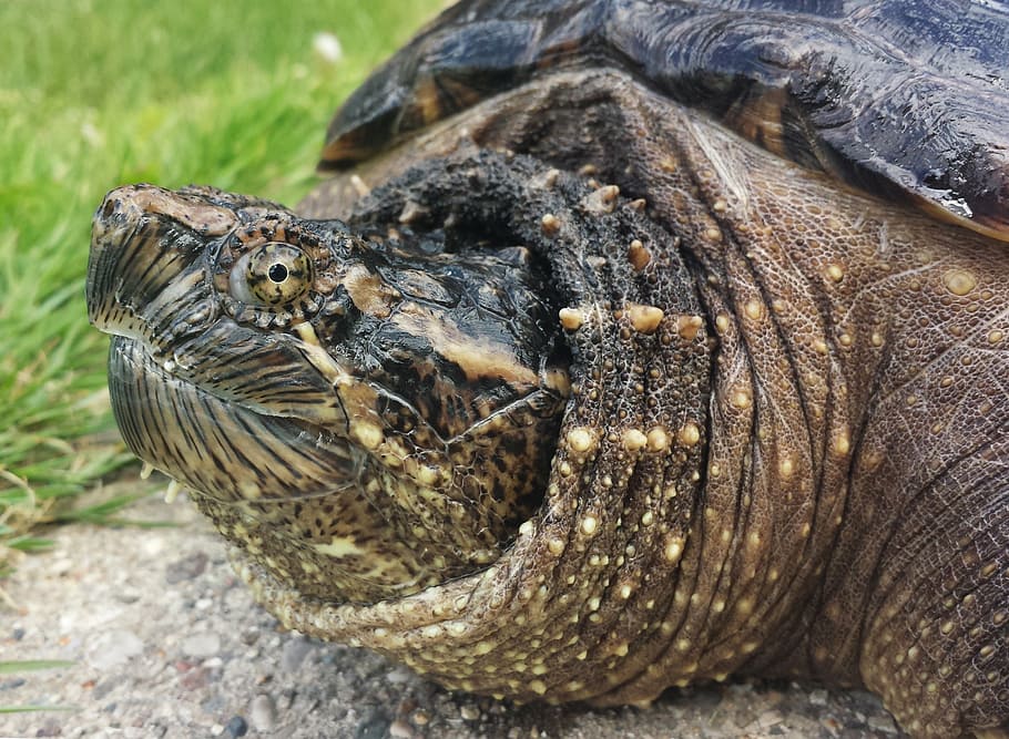 snapping, turtle, snapper, chelydra, serpentina, reptile, aquatic HD wallpaper