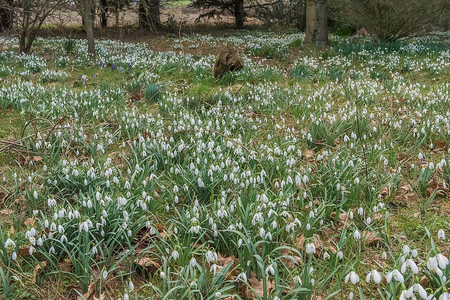 snowdrops, spring, white, green, nature, flower, garden, season HD wallpaper