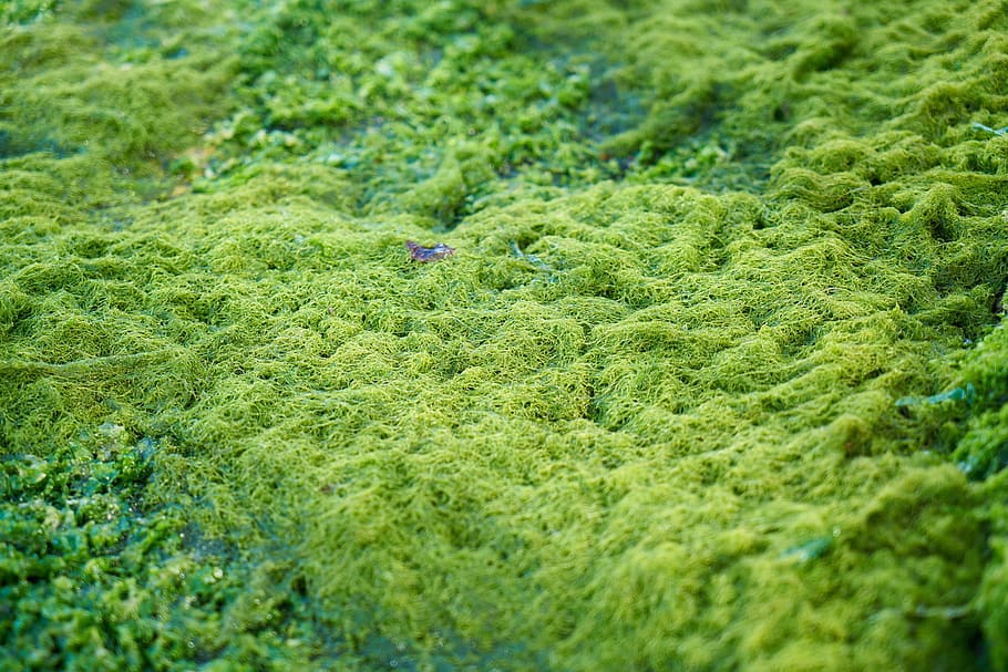 green, moss, texture, live, marine, moist, day, nature, peace, HD wallpaper