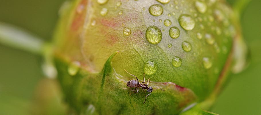 peony, bud, ants, rain, drip, raindrop, nature, macro, beaded HD wallpaper