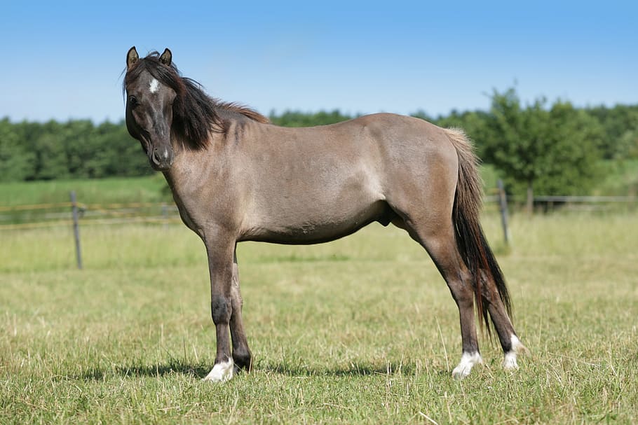 brown horse standing on green grass, gray, gelding, stallion, HD wallpaper