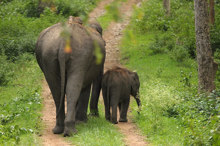 two elephants on dirt path, mother, calf, india, wildlife, baby HD wallpaper