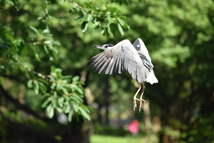 nature, bird, outdoors, tree, wildlife, night heron, park, beautiful HD wallpaper