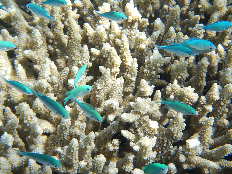 blue school of fish, coral, great barrier reef, underwater, ocean, HD wallpaper