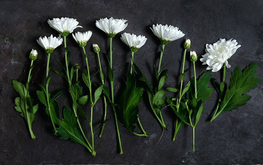 White Chrysanthemum, white flowers with green stems, flatlay HD wallpaper
