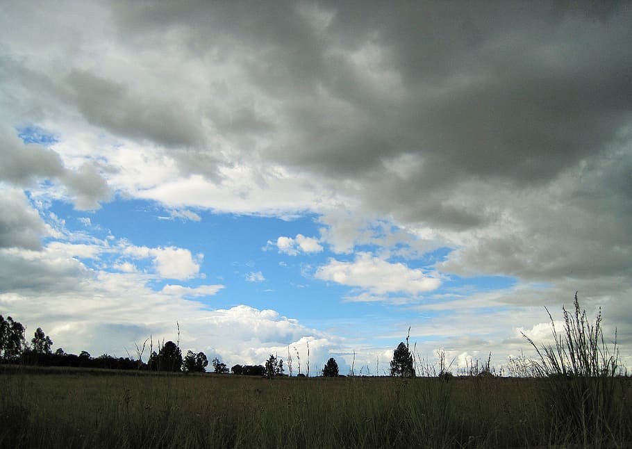 low clouds, sky, veld, grass, tall, dry, cloud - sky, plant HD wallpaper