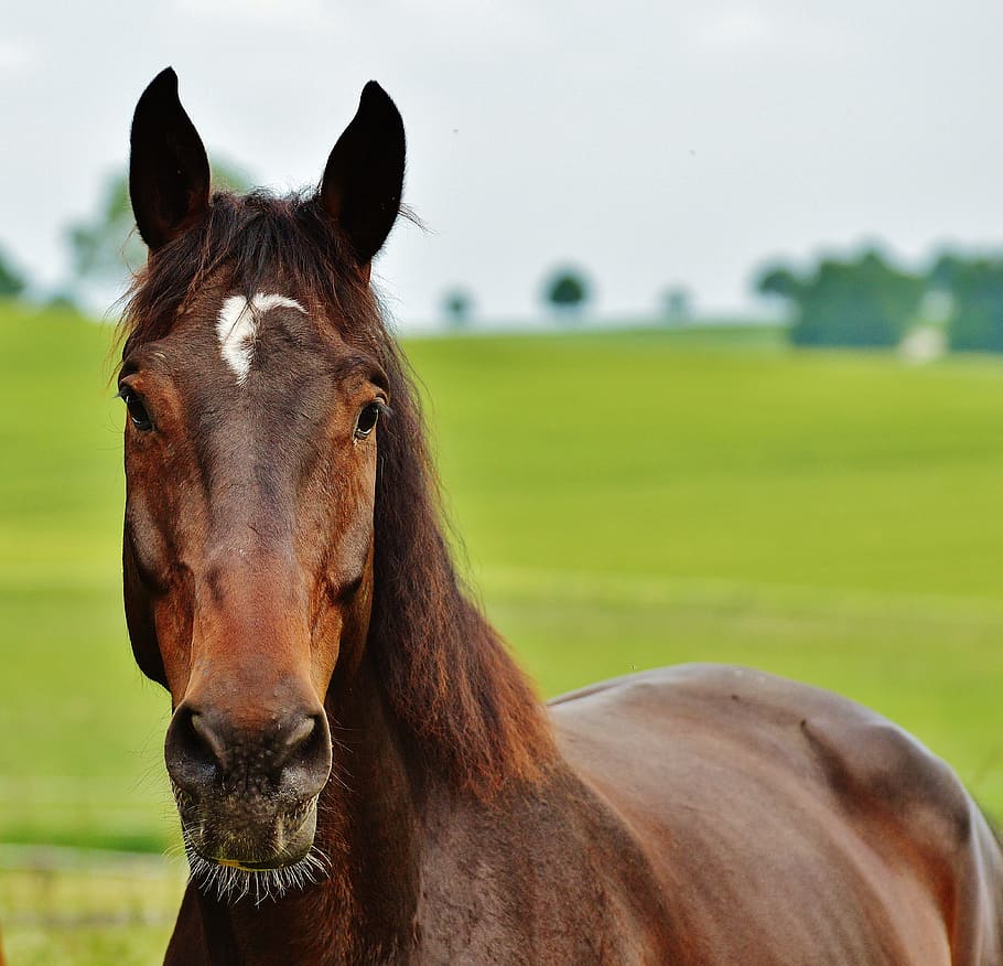 photo of brown horse during daytime, coupling, stallion, eat HD wallpaper