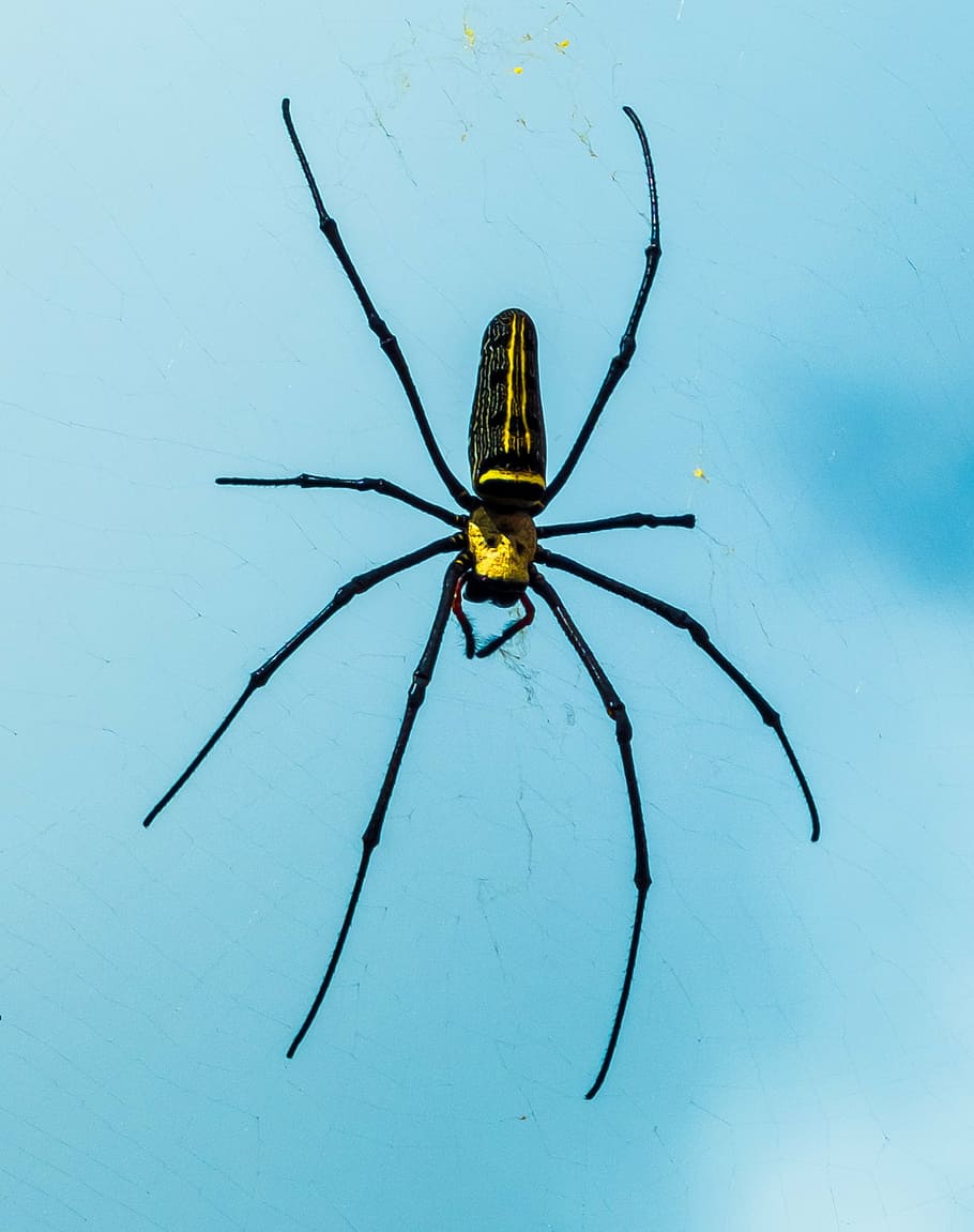yellow and black argiope spider, network, close, invertebrate HD wallpaper