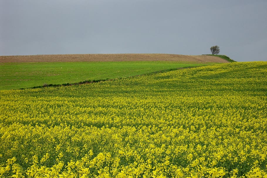 yellow flower field, meadow, landscape, tree, nature, spain HD wallpaper
