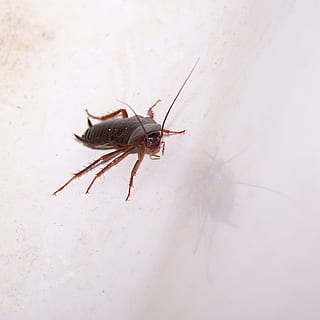 brown American cockroach, pest, insect, disgusting, vermin HD wallpaper