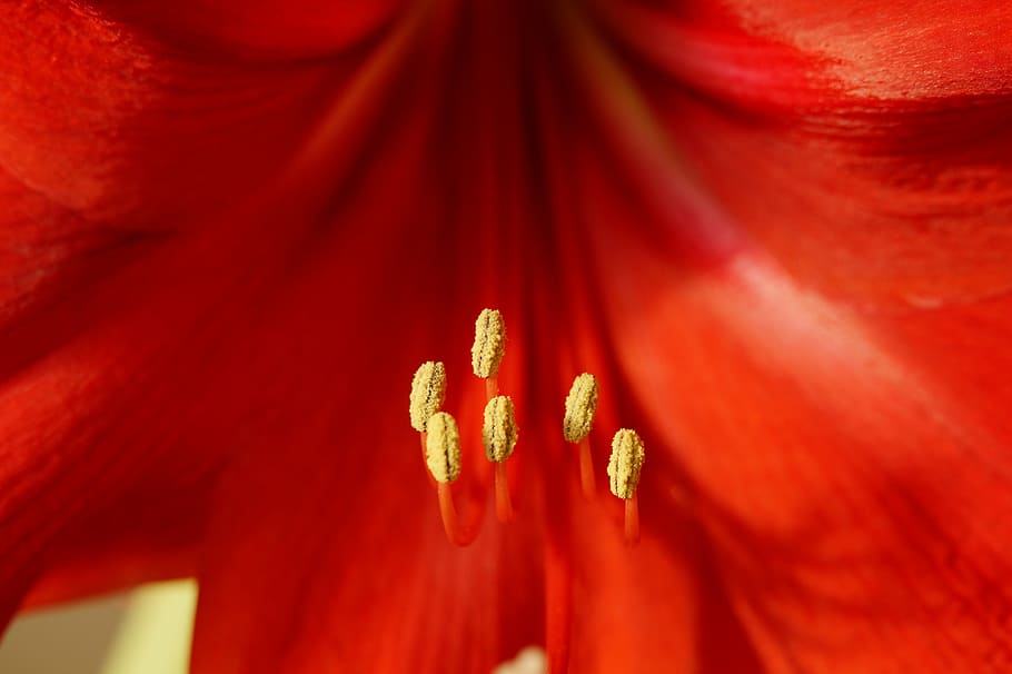 amaryllis, pistil, close, red, blossom, bloom, anther, pollen HD wallpaper