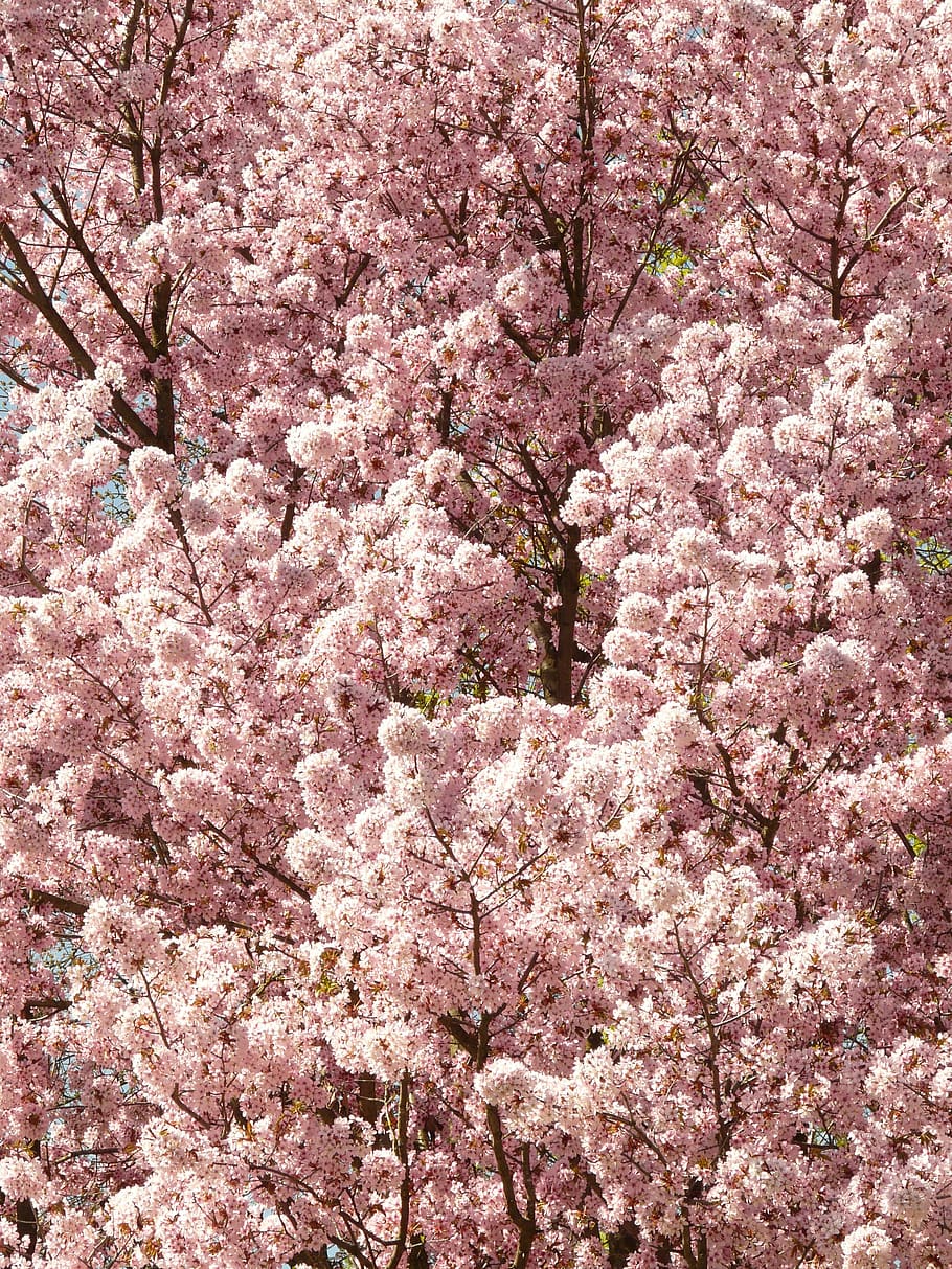 cherry blossom, bloom, tree, japanese cherry, japanese flowering cherry, HD wallpaper