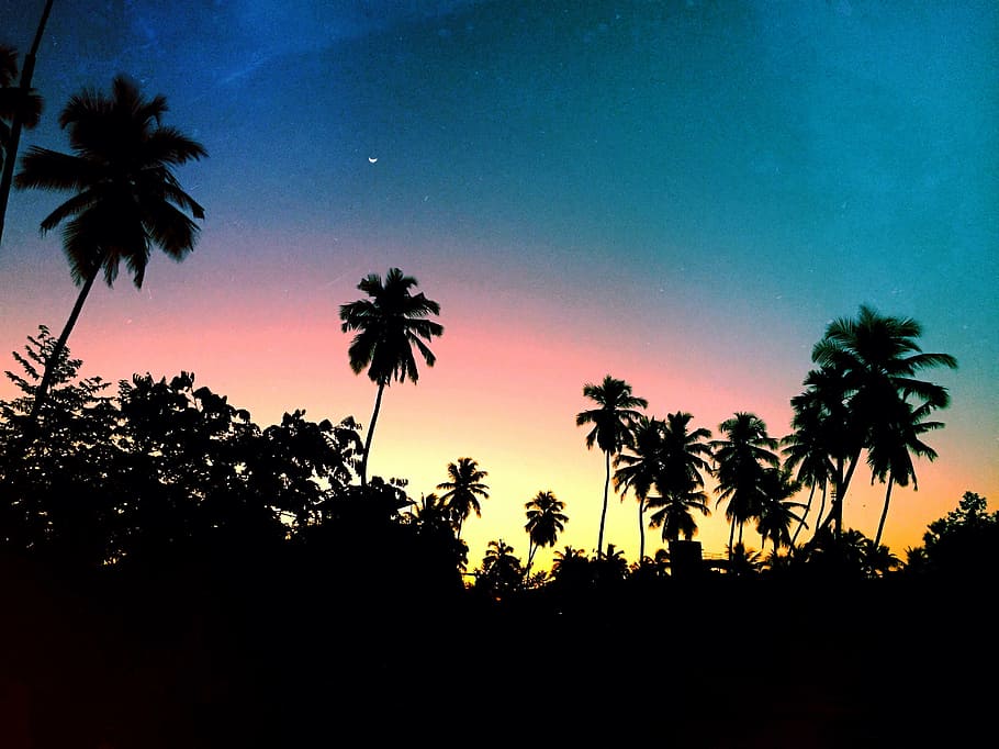view of coconut trees, dusk, plant, nature, sky, cloud, sunset HD wallpaper