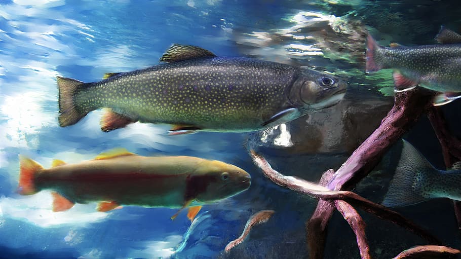trout, fish, aquarium, river, stream, california, discovery bay, HD wallpaper